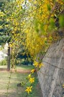 Beautiful yellow forsythia flowers on the wall in spring