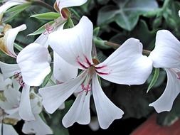 Beautiful pelargonium, potted plant with white and purple flowers