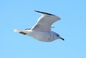 perfect beauty seagull bird