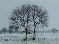 snow-covered bare trees in winter