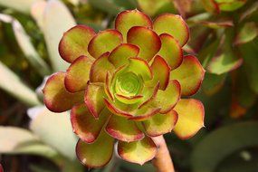 echeveria, fleshy plant