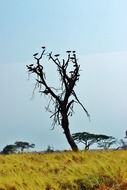 Panorama of the Serengeti in Africa