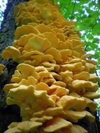 tree close up fungus