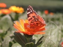 Butterfly on orange flower close up