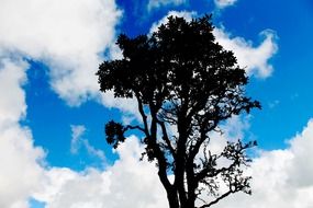 blue sky and tree silhuette scene