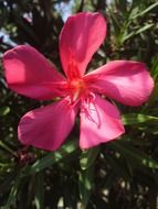 Pink fuchsia flower