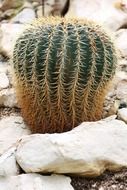 wonderful botanical cactus