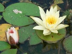 blossoming water lily