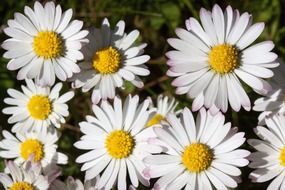 bush of white daisies close up