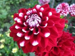 Red dahlia flowers