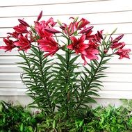 red flower bloom in garden scene