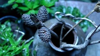 art of craftsmanship the branch with pine cones in a vase on a blurred background