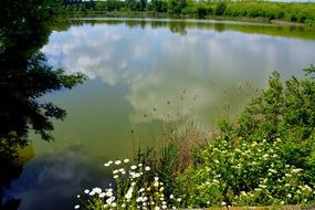green thicket on the lake