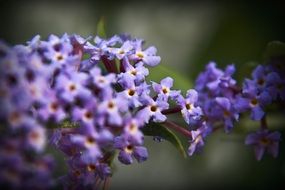 attractive lilac nature