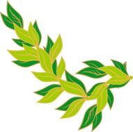 drawing branches with green leaves on a white background