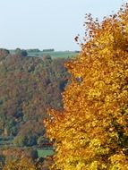 forest in the colors of autumn on a sunny day