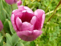 pink tulip on plantation