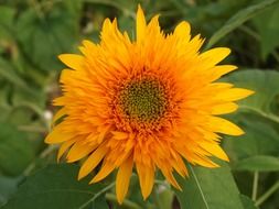 lonely ornamental yellow sunflower