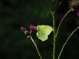 green butterfly on a plant