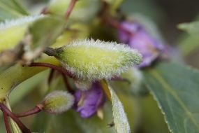 hairy flower bud in spring