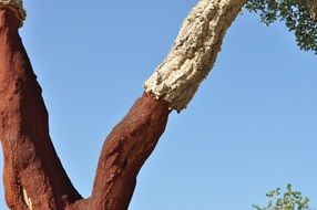 photo of cork oak trunk