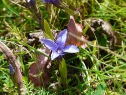 gentian among green grass and dry leaves close-up on blurred background