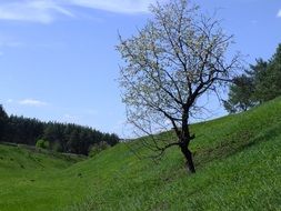 perfect nature spring