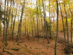 multi-colored trees in the autumn forest