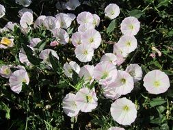 convolvulus arvensis field