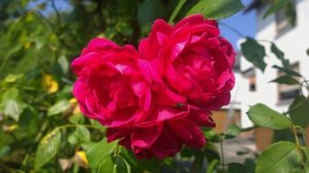 blossoming garden roses