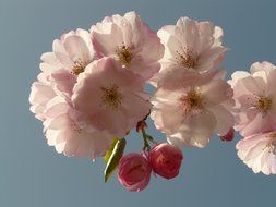 cherry blossom on a background of light blue sky