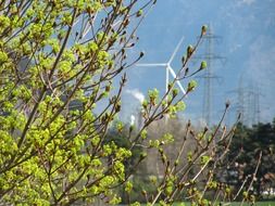 green bushes on background of windmills