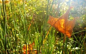 Grass and yellow leaves under sun