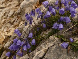 purple dwarf bellflower