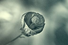 wet flower