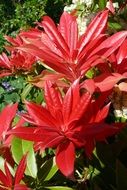 pieris red leaves plant spring