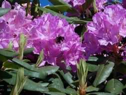 pink flowers rhododendron