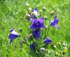 A plant with blue flowers in a green meadow
