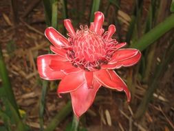 Beautiful blossoming exotic flower