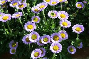 bush of light purple daisies in the bright sun