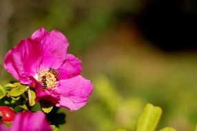 Bees on a pink flower