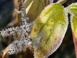 frozen leaves in winter close-up on blurred background