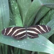 striped butterfly on green leaves