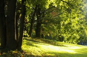 sunny glade in the green forest
