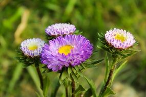 terrific flower