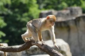 monkey walks on a tree branch
