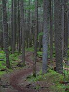 trail in the thickets of the forest