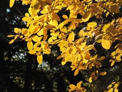 fascinating yellow leaves