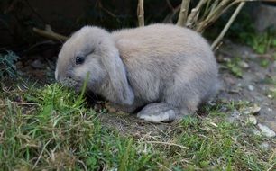 Rabbit is eating grass