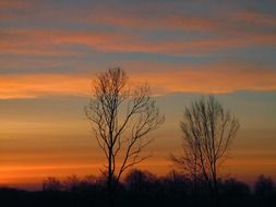 silhouettes of trees against a striped gray-orange sky